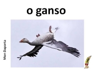 O ganso ou oca